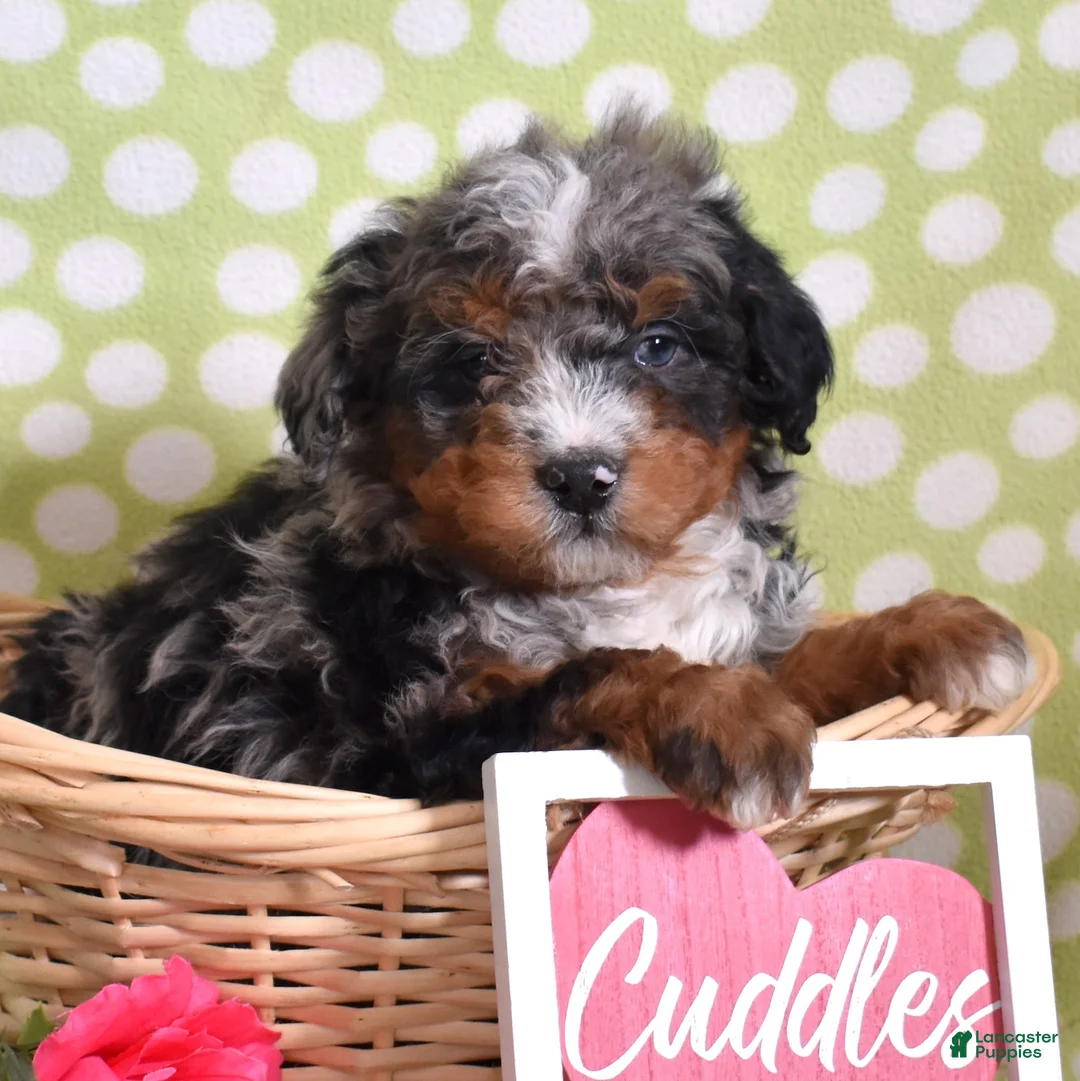 Bernedoodle dogs for sale: Gadget  - Ad 4