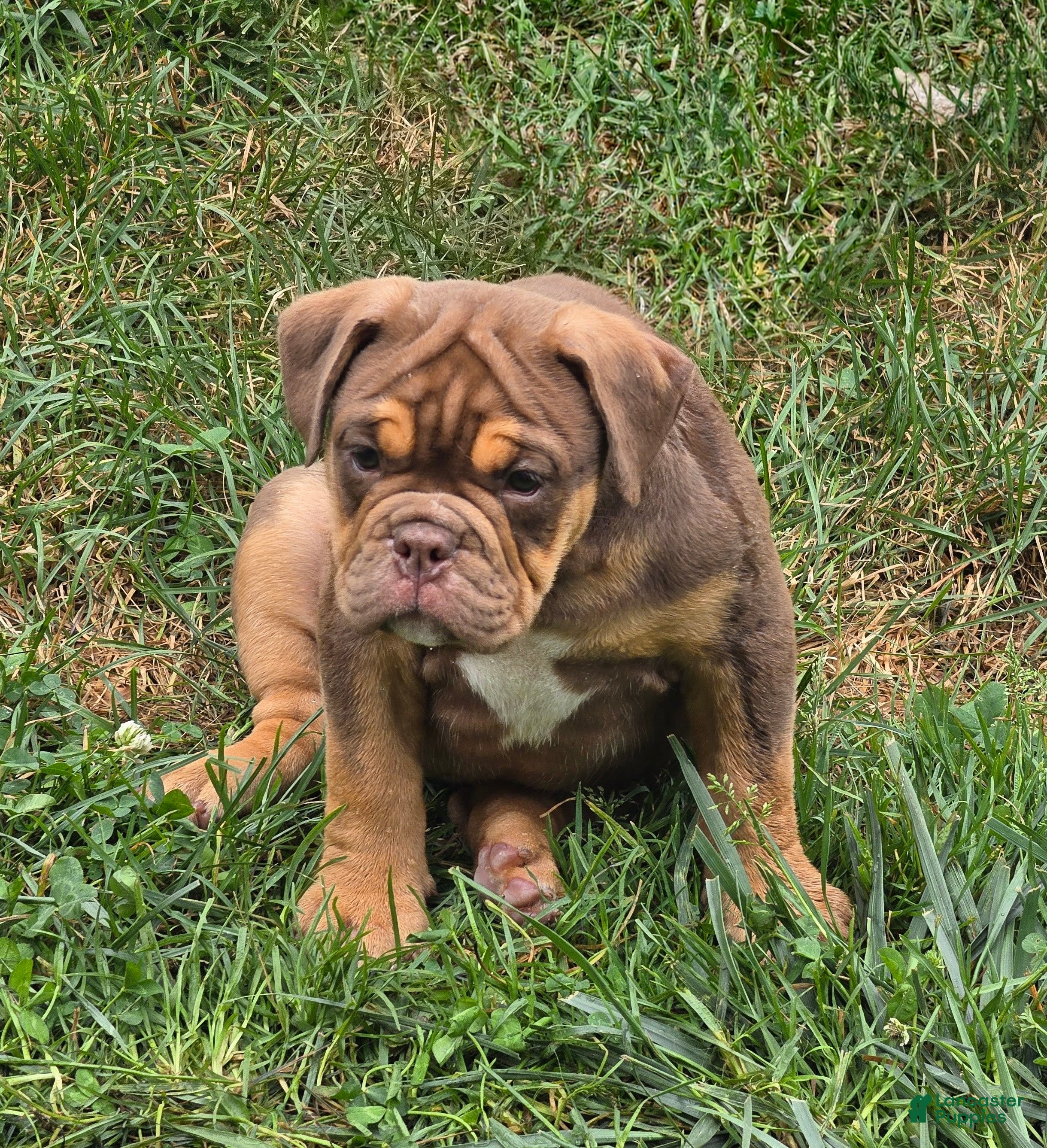 English Bulldog dogs Tootsie Chocolate and tan  - Ad 2