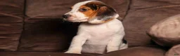 Beagle dogs for sale:  Dallas 🐾 - Ad 9