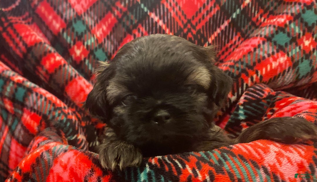 Shih Tzu dogs for sale: COOPER, Shih Tzu, Male, 10 weeks, AKC Champion Blood Line - Ad 14