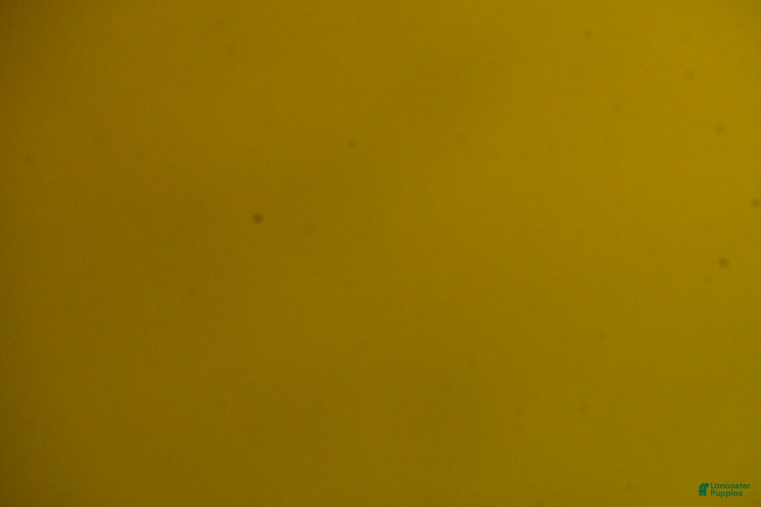 Doberman Pinscher dogs for sale: Rocco - Ad 11