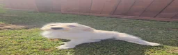 Labradoodle dogs for sale: Gracie  - Ad 3