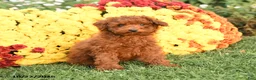 Miniature Poodle dogs for sale: Charlie - Ad 3