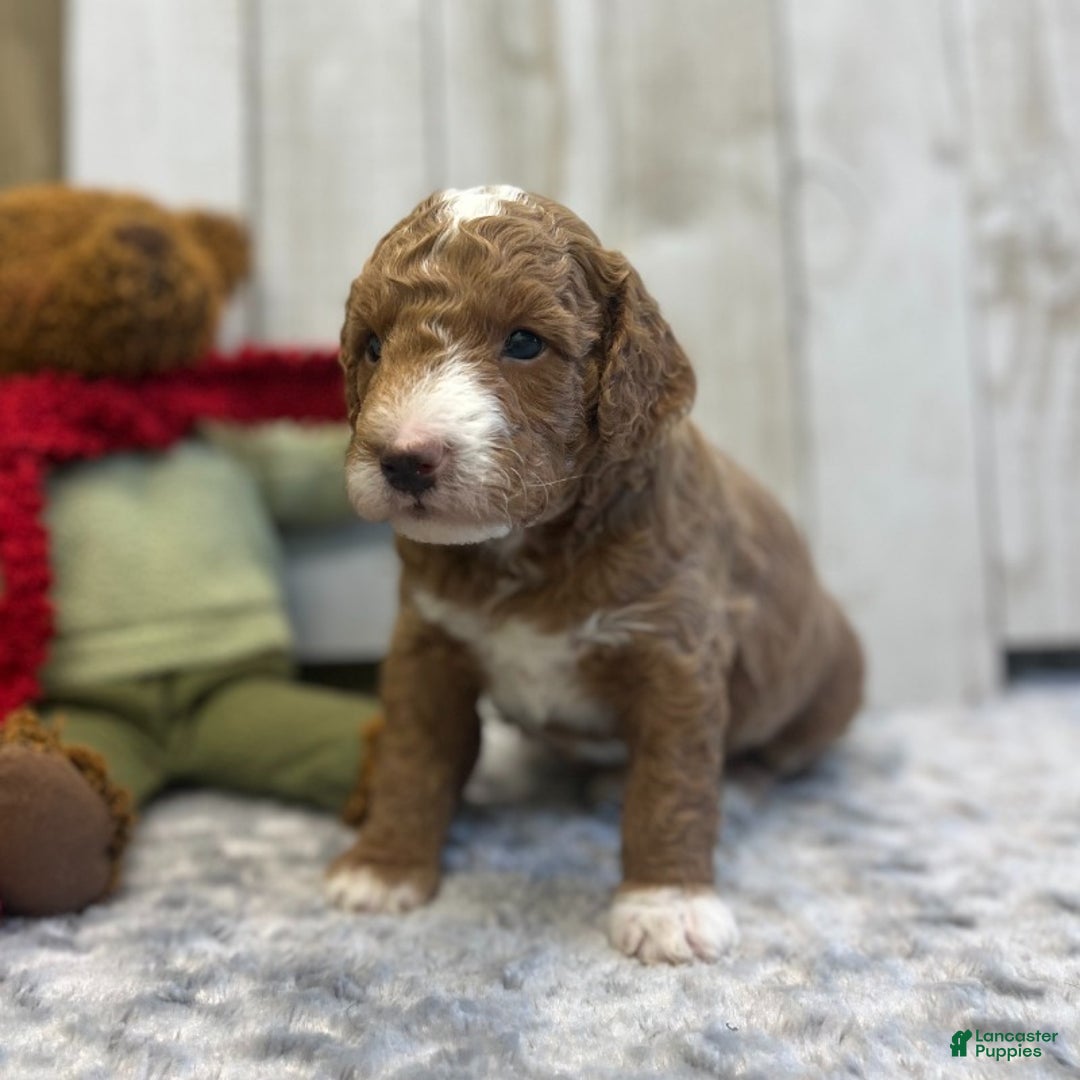 Goldendoodle dogs for sale: Bravo (Miniature Boy) - Ad 2