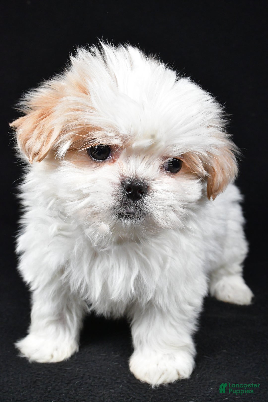 Malshi dogs for sale: Kylie - Ad 10