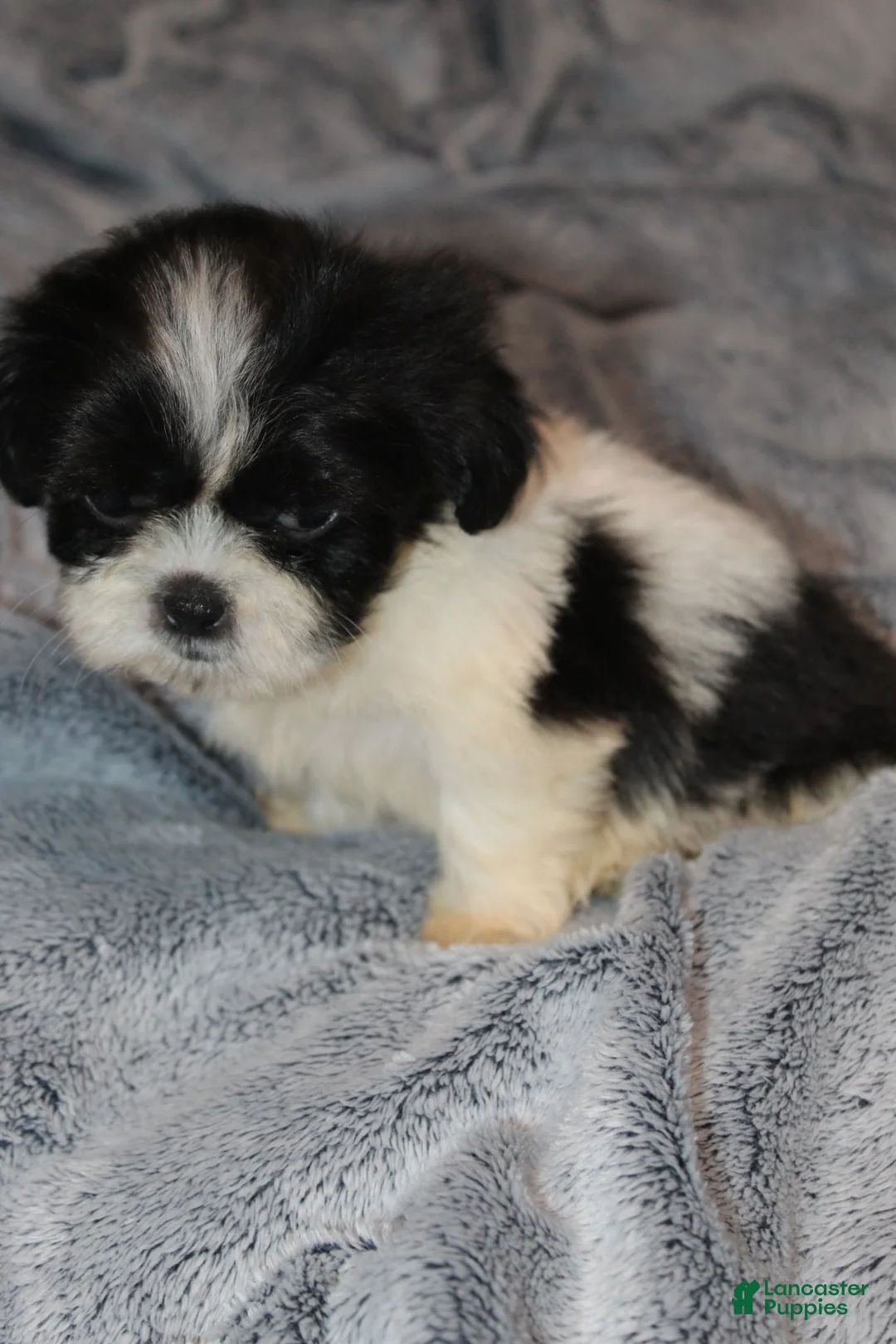 Shih Tzu dogs for sale: Miles - Ad 4