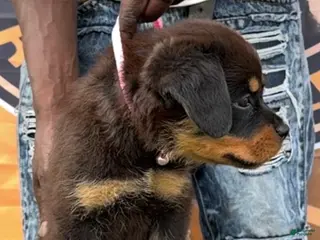 Rottweiler dogs Luma - Ad 35
