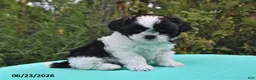 Shih Tzu dogs for sale: Tanner - Ad 1