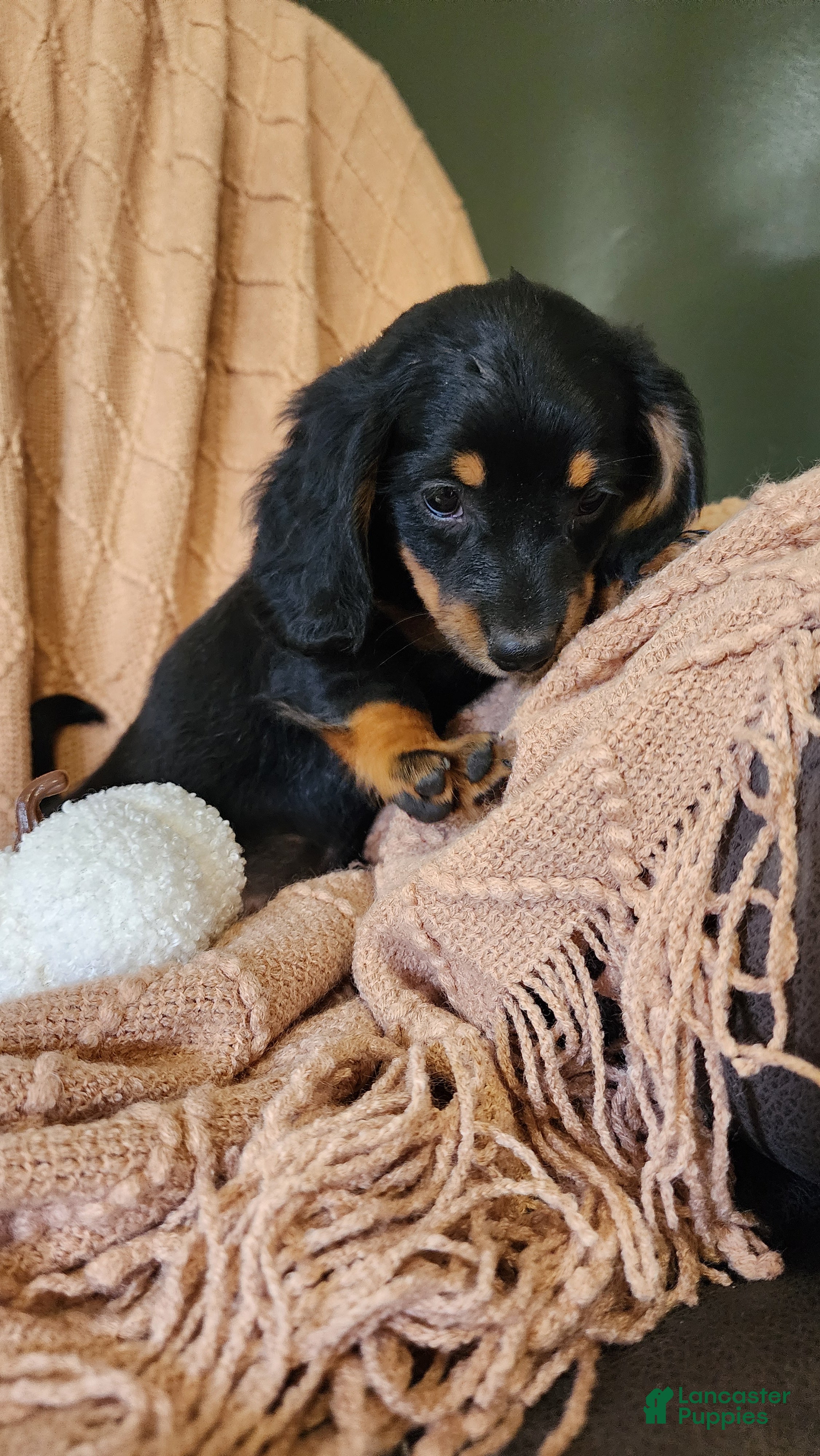 Dachshund dogs Toffee - Ad 1
