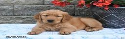 Golden Retriever dogs for sale: Fern - Ad 5