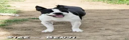 Boston Terrier dogs for sale: Missy - Ad 11