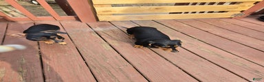 Dachshund Puppy 3