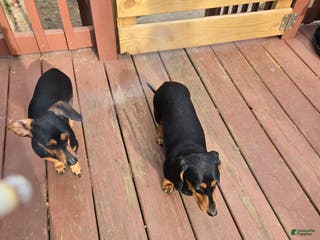 Dachshund dogs Dachshund Puppy 3 - Ad 3