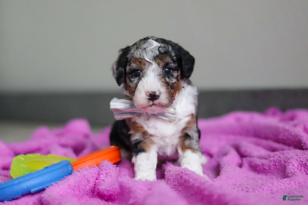 Mini Bernedoodle dogs for sale: Jasper - Ad 5