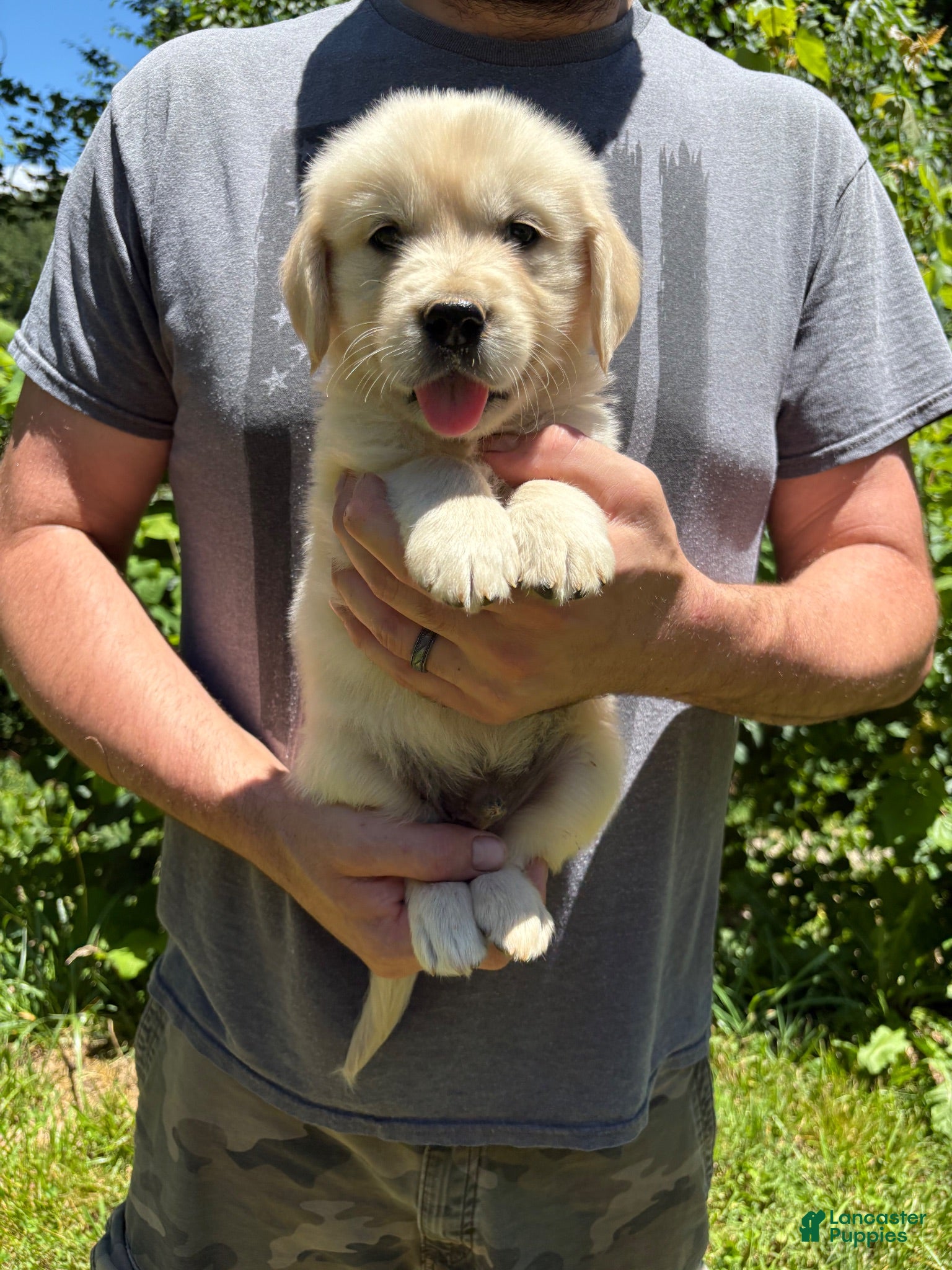 Golden Retriever dogs Golden Retriever Puppy 8 - Ad 1