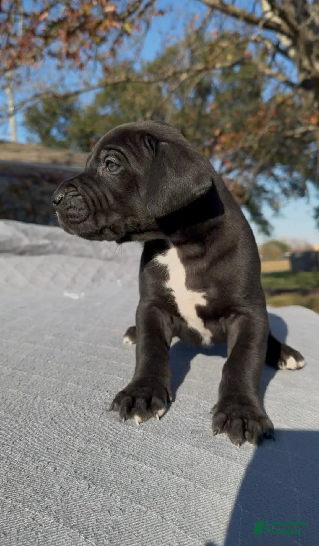 Great Dane dogs for sale: Darth Vader - Ad 2