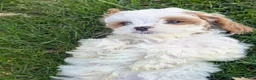 Cavapoo dogs for sale: Mr Denny - Ad 10