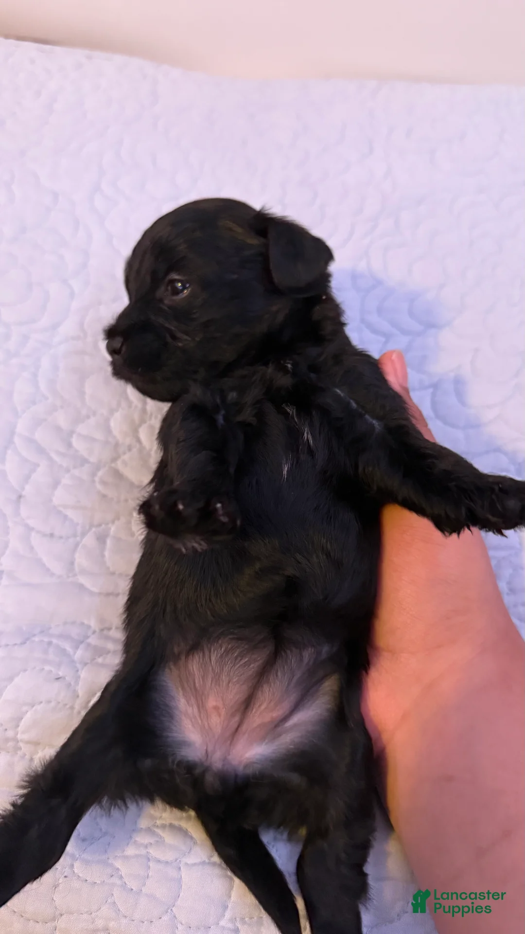 Mini Bernedoodle dogs for sale: Mini Poodle Puppy 6 - Ad 2