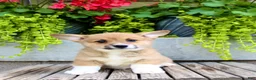 Welsh Corgi Pembroke dogs for sale: Reba  - Ad 1