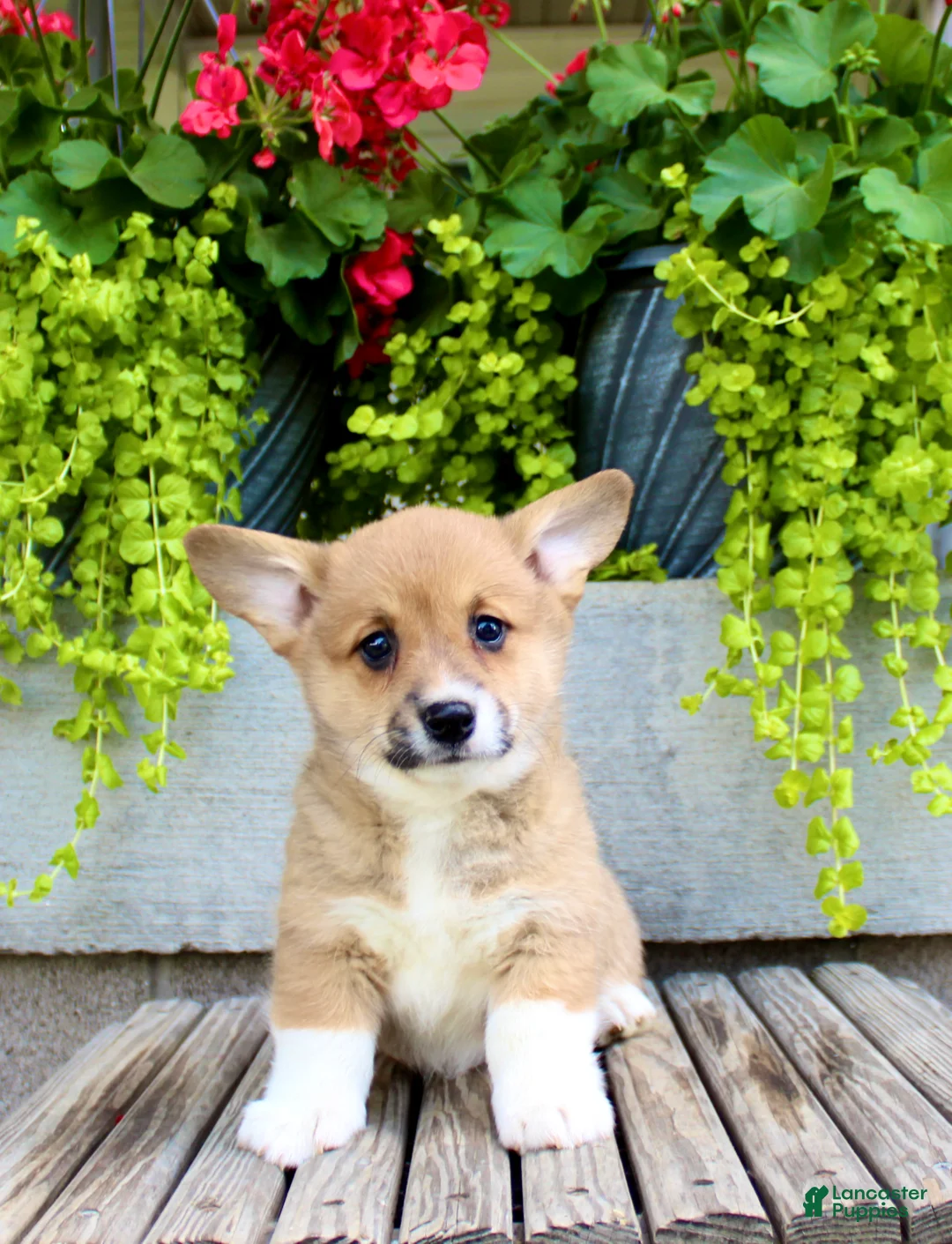 Welsh Corgi Pembroke dogs for sale: Reba  - Ad 1