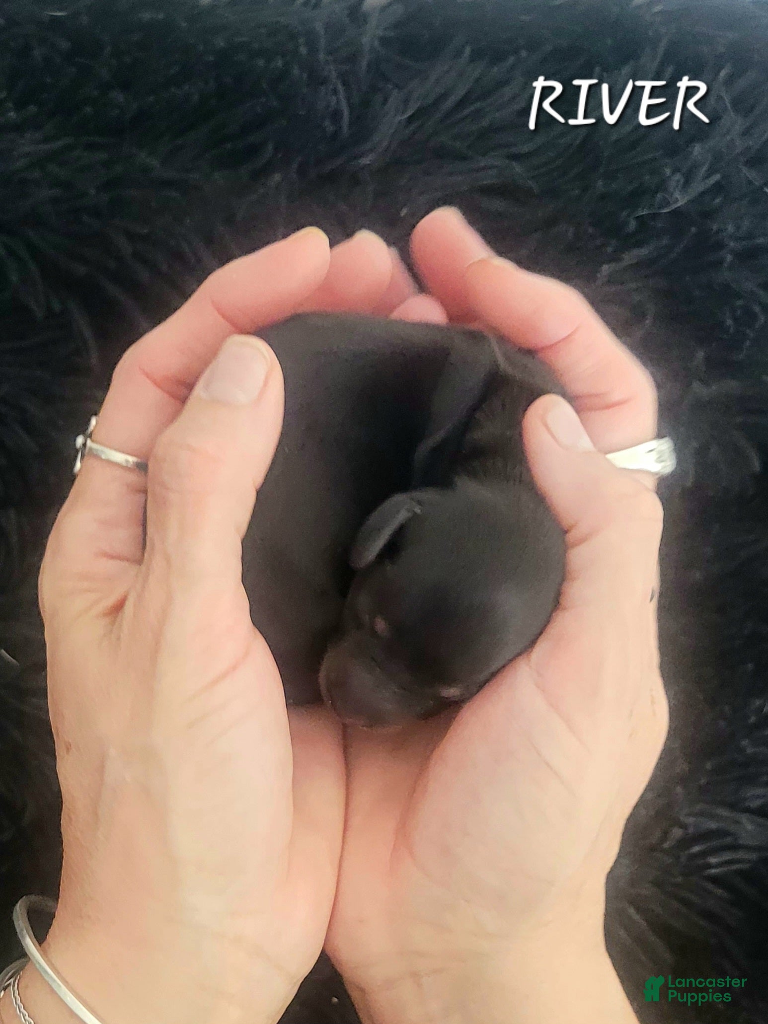 Miniature Dachshund dogs River - Ad 3