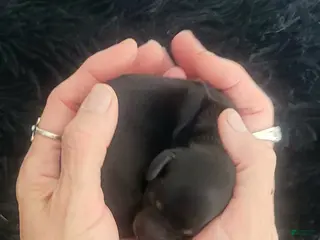 Miniature Dachshund dogs River - Ad 3