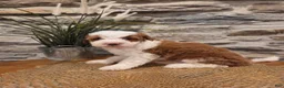 Mini Bernedoodle dogs for sale: EMMA - FEMALE Mini Bernedoodle 2 - Ad 5