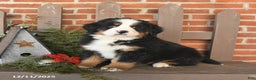 Bernese Mountain Dog dogs for sale: Bentley - Ad 1