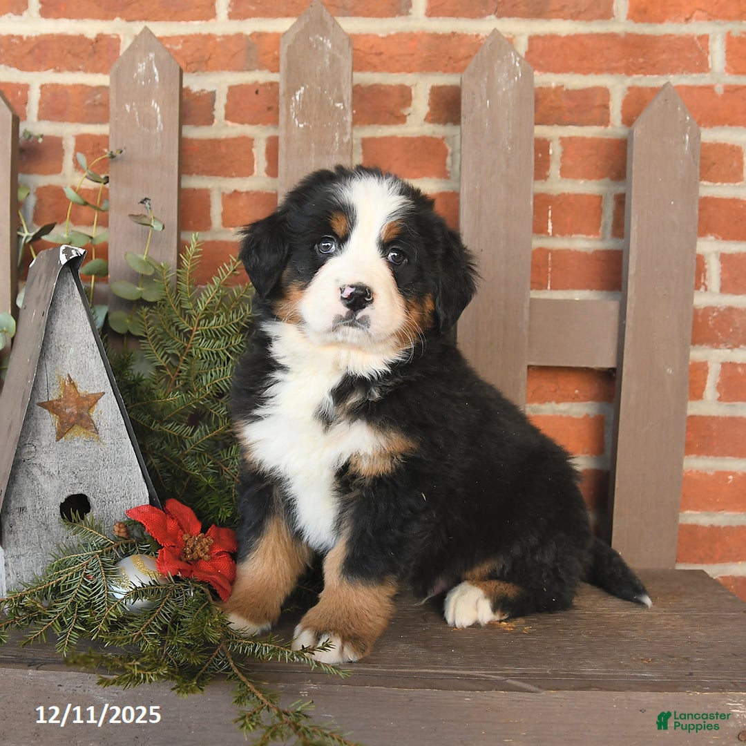 Bernese Mountain Dog dogs for sale: Bentley - Ad 1