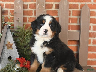 Bernese Mountain Dog dogs Bentley - Ad 19