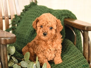 Toy Poodle dogs Cherry - Ad 23