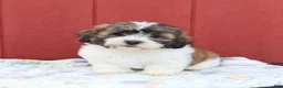 Malshi dogs for sale: Sailor - Ad 4