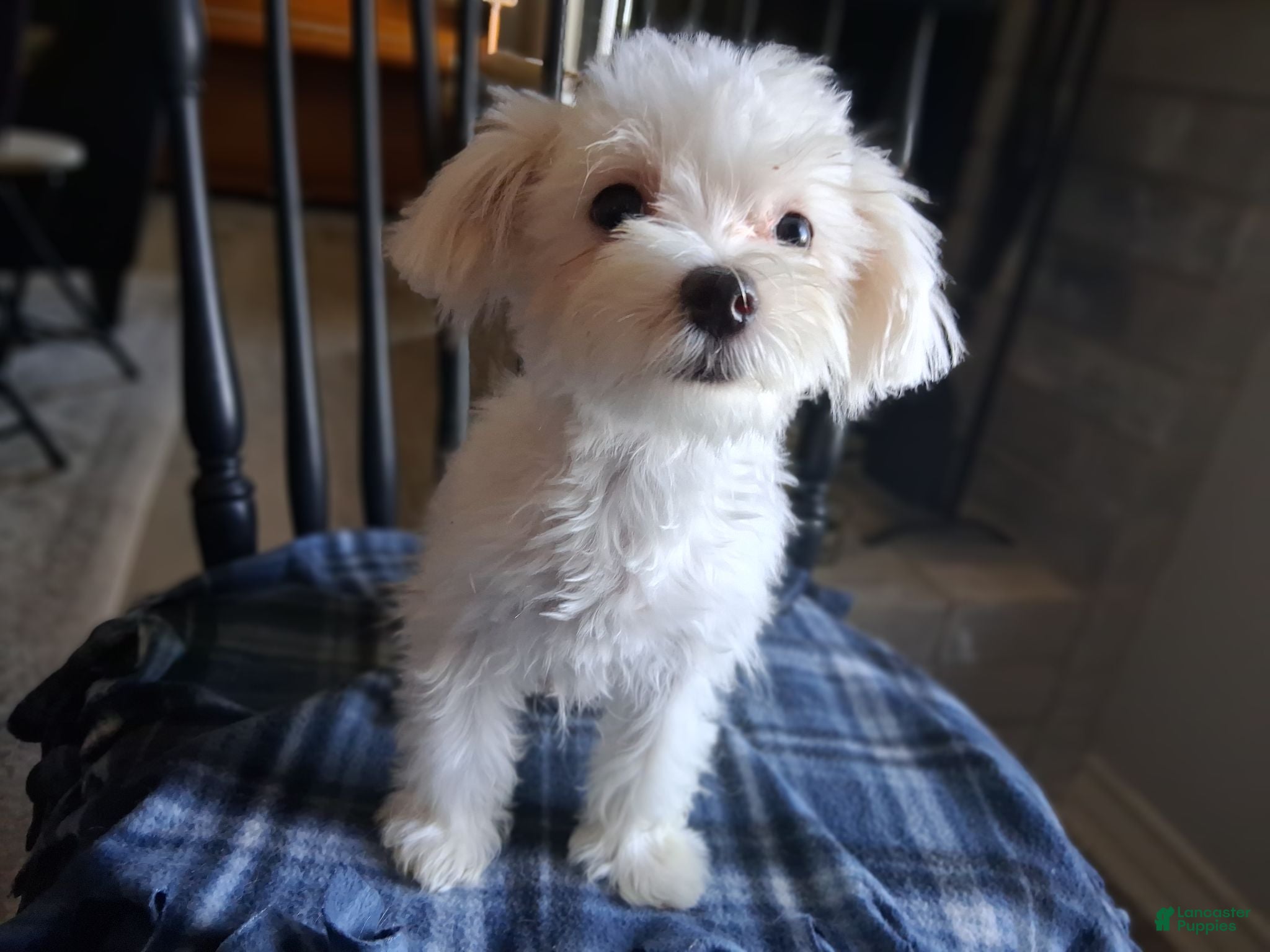 Maltese dogs  Levi  - Ad 2