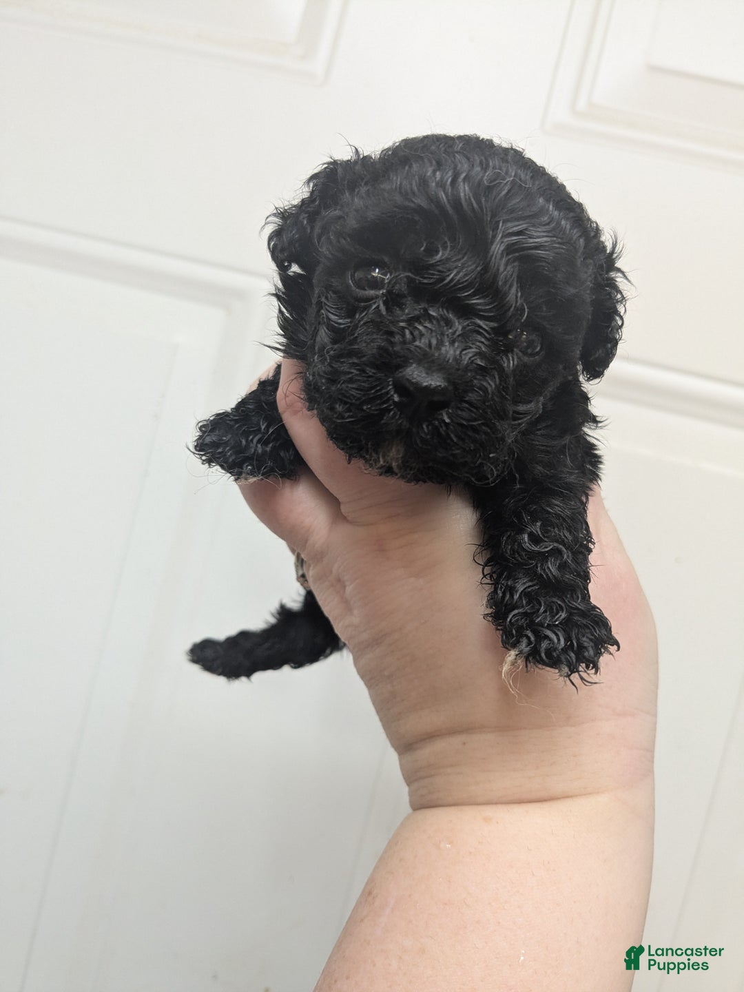 Toy Poodle dogs for sale: Toy Poodle Puppy 1 - Ad 1
