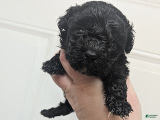 Toy Poodle dogs Toy Poodle Puppy 1 - Ad 7