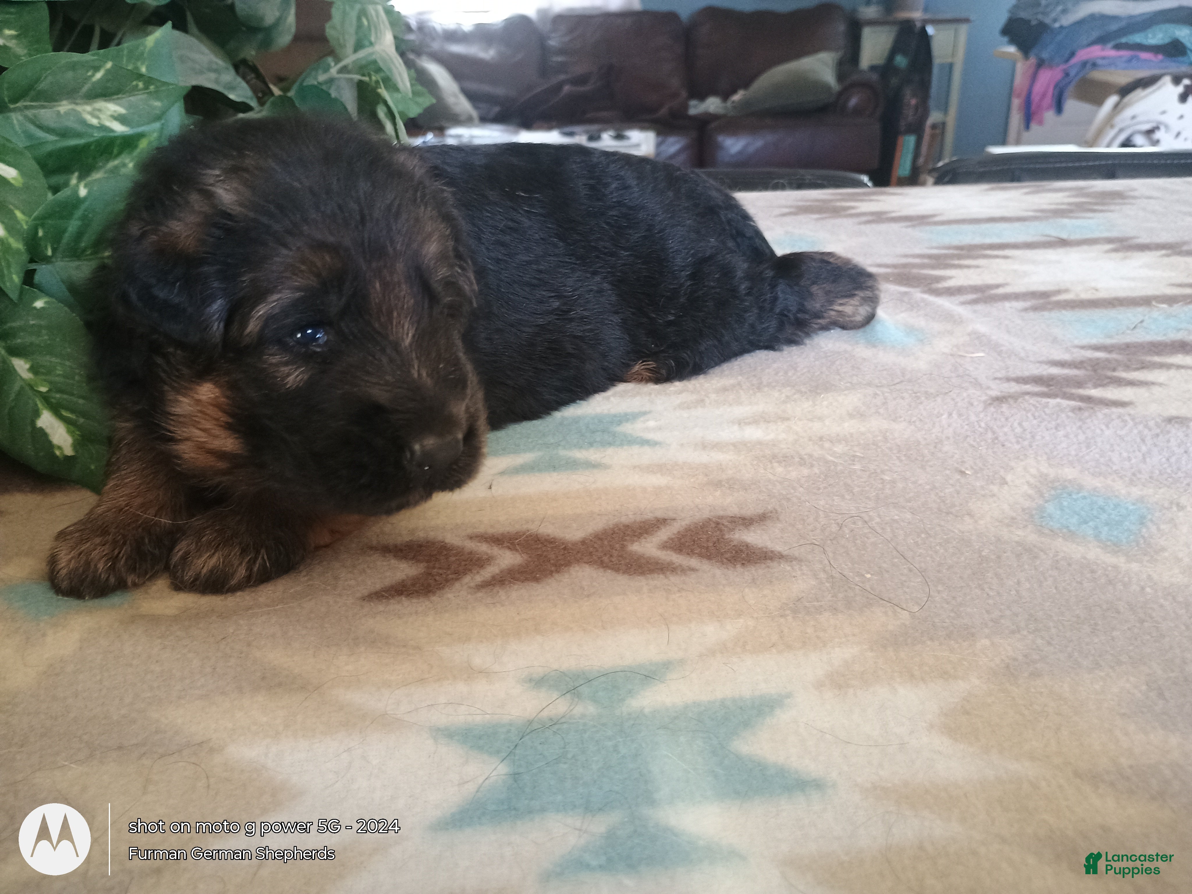 German Shepherd dogs German Shepherd Puppy 9 - Ad 27