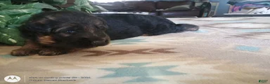 German Shepherd Puppy 9