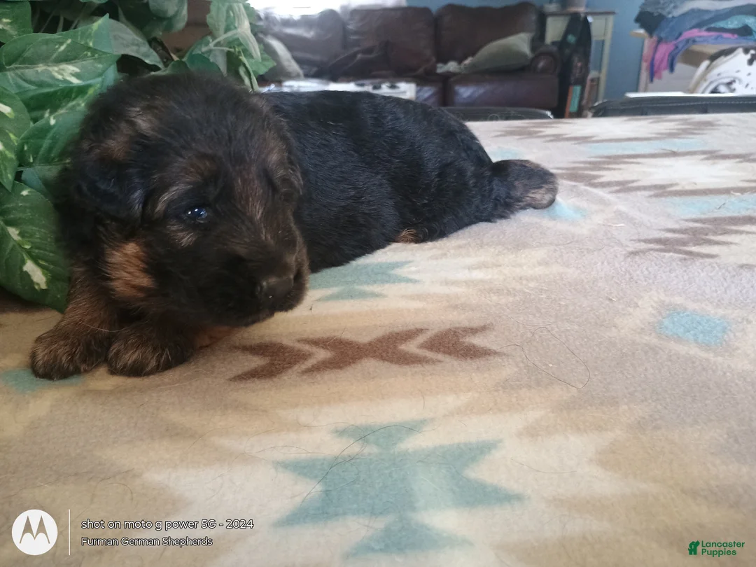 German Shepherd dogs for sale: German Shepherd Puppy 9 - Ad 1