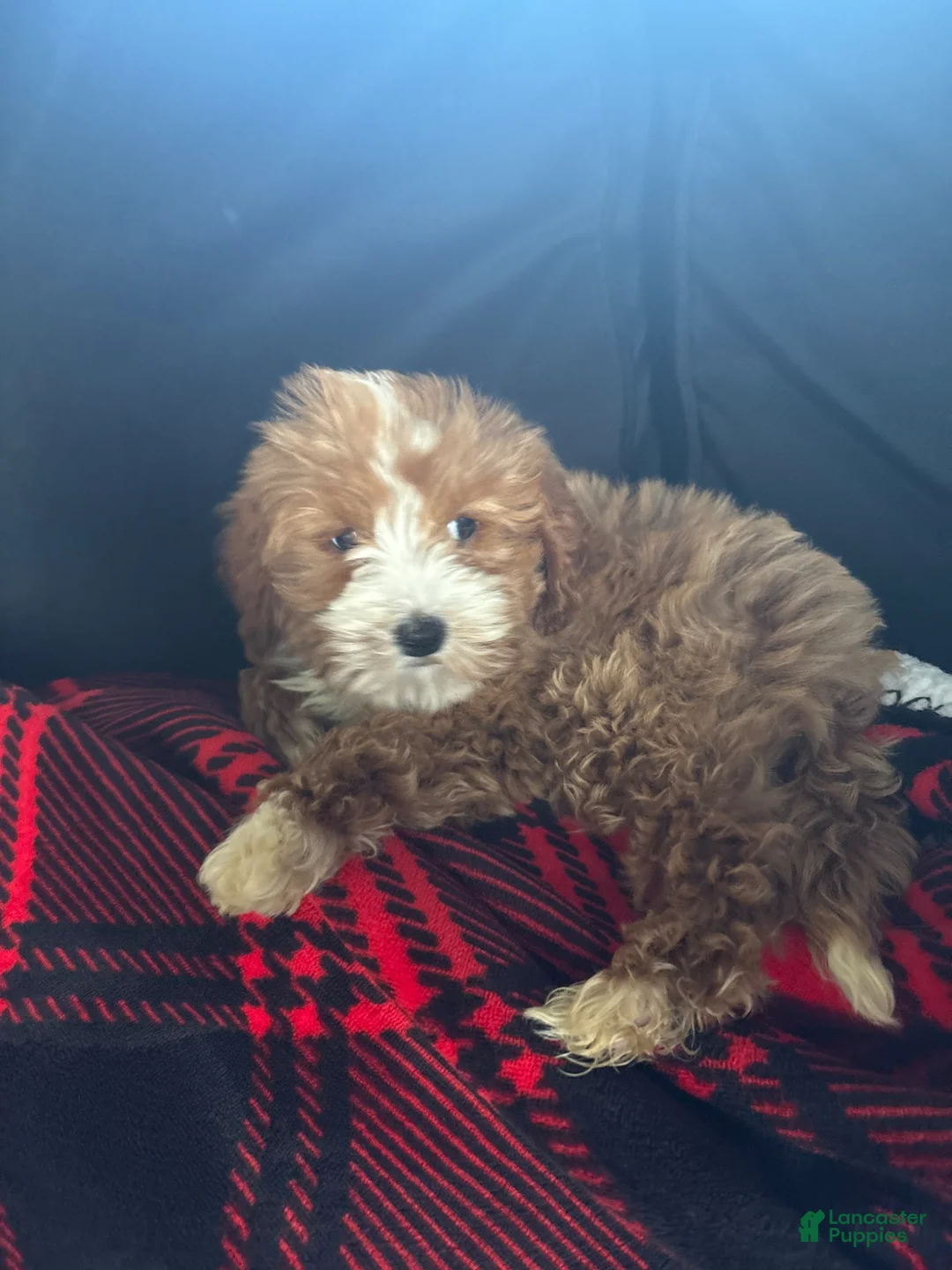 Cavapoo dogs for sale: CAVAPOO CALI❤️🐾 - Ad 2