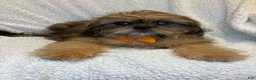 Shihpoo dogs for sale: Shihpoo 3 - Ad 3
