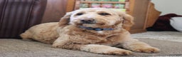 Goldendoodle dogs for sale: Kilo (Miniature Boy) - Ad 4
