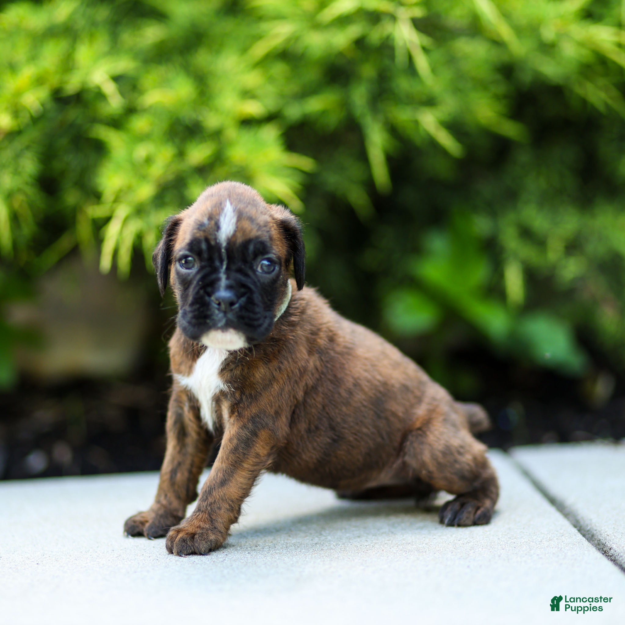 Boxer dogs Lori Boxer Puppy  - Ad 1