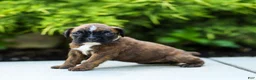 Boxer dogs for sale: Lori Boxer Puppy  - Ad 15