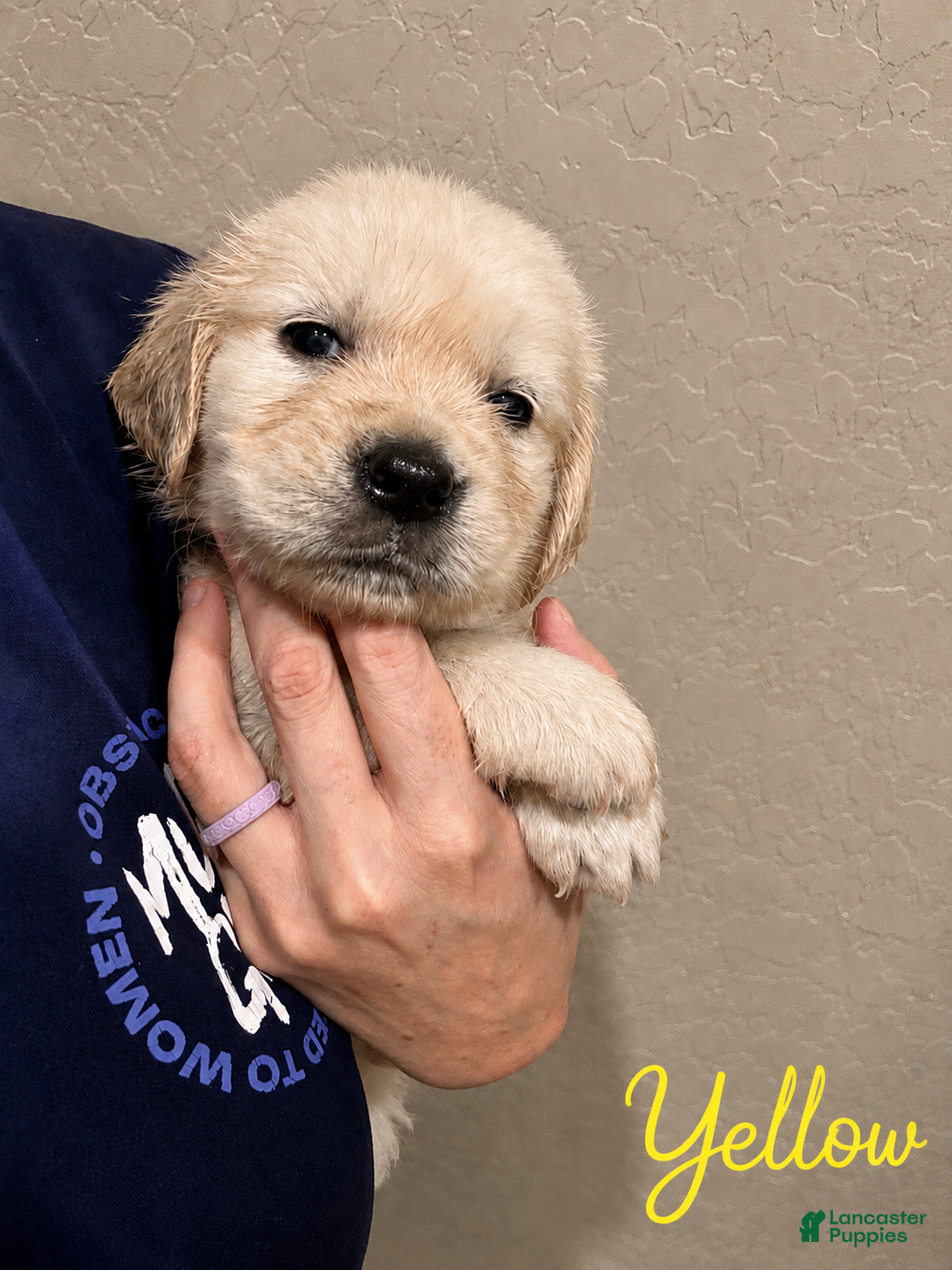Golden Retriever dogs Blossom - Ad 2