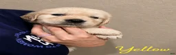 Golden Retriever dogs for sale: Blossom - Ad 2