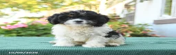 Cavapoo dogs for sale: Fancy - Ad 1