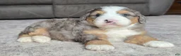 Mini Bernedoodle dogs for sale: Mini Harley - Ad 10