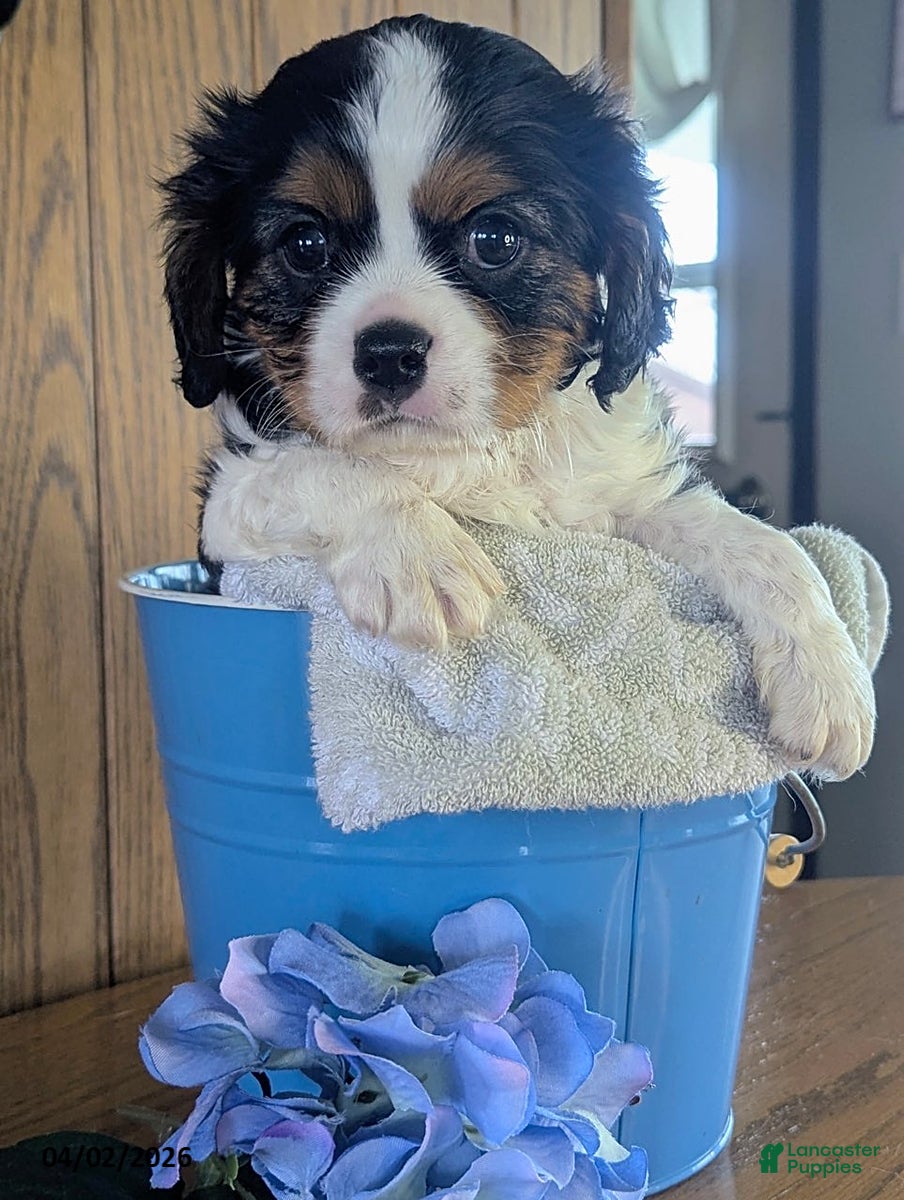 Cavalier King Charles Spaniel dogs Harvey - Ad 1