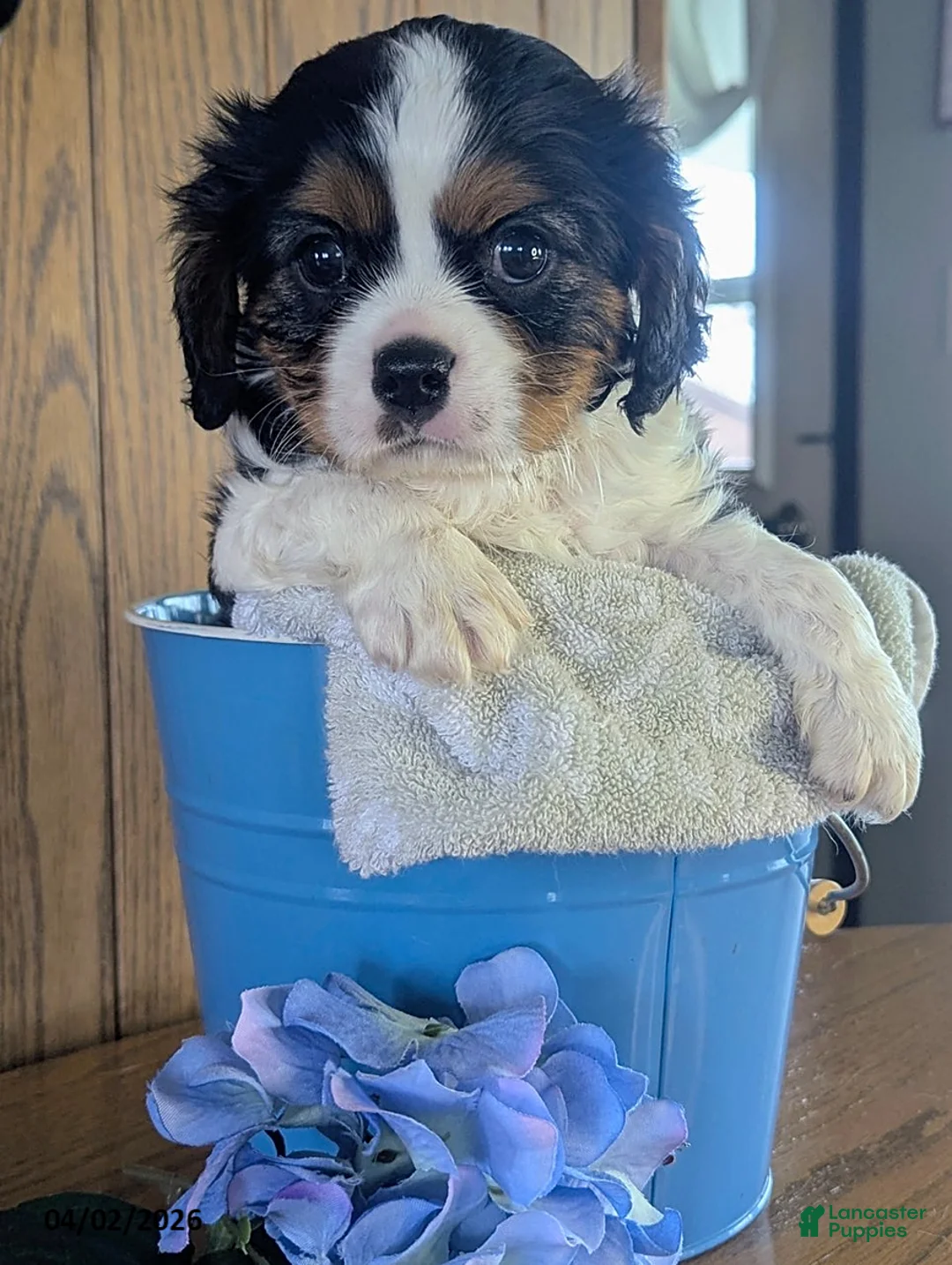 Cavalier King Charles Spaniel dogs for sale: Harvey - Ad 1