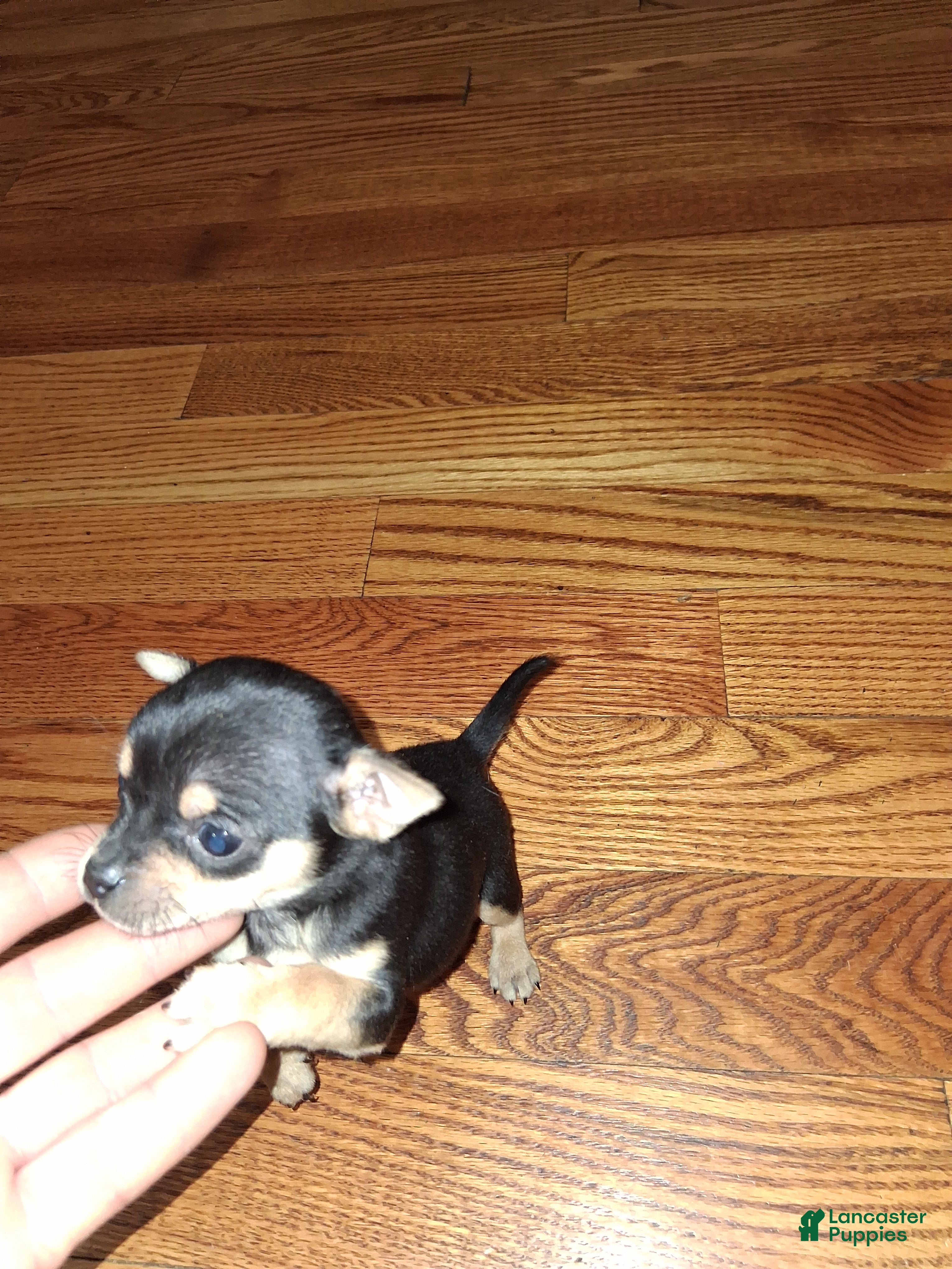 Chihuahua dogs Chihuahua Puppy 3 - Ad 40